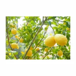 Terreau Pour Agrumes Et Plantes Méditerranéennes (lot De 3) -Jardin Harmonie Soldes Boutique 635ff12dcdfb74.33452294