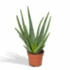 Aloe Vera - H30cm, ø12cm - Plante D'intérieur Succulente -Jardin Harmonie Soldes Boutique 6363b12942445813