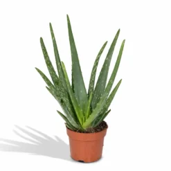 Aloe Vera - H30cm, ø12cm - Plante D'intérieur Succulente