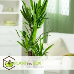 Set De 3 Mini Palmiers D'intérieur - Pot ⌀12cm - H25-40cm (hauteur Pot Incluse) -Jardin Harmonie Soldes Boutique 63640c405b5bc5.95212273