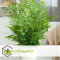 Set De 3 Mini Palmiers D'intérieur - Pot ⌀12cm - H25-40cm (hauteur Pot Incluse) -Jardin Harmonie Soldes Boutique 63640c40636702.22798417