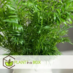 Set De 3 Mini Palmiers D'intérieur - Pot ⌀12cm - H25-40cm (hauteur Pot Incluse) -Jardin Harmonie Soldes Boutique 63640c40674ce3.04998153