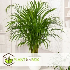 Set De 3 Mini Palmiers D'intérieur - Pot ⌀12cm - H25-40cm (hauteur Pot Incluse) -Jardin Harmonie Soldes Boutique 63640c407ee146.71069969