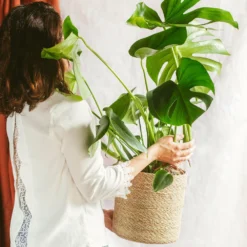 Plante D'intérieur - Monstera Deliciosa Xl 75cm