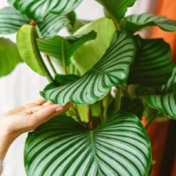 Plante D'intérieur - Calathea Orbifolia L 70cm -Jardin Harmonie Soldes Boutique 6377dd85395101.11054724