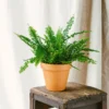 Plante D'intérieur - Fougère De Boston 30cm