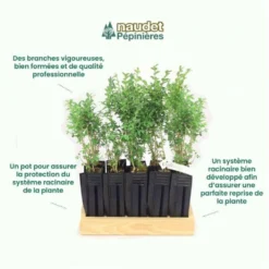 10 Buis Commun (buxus Sempervirens) - Haie De Buis Commun - 10 Jeunes Plants : Taille 10cm -Jardin Harmonie Soldes Boutique 63bca70f685e23.10789299