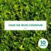 10 Buis Commun (buxus Sempervirens) - Haie De Buis Commun - 10 Jeunes Plants : Taille 10cm -Jardin Harmonie Soldes Boutique 63bca70f6bd805.86374276