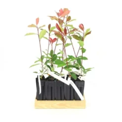 10 Photinia (photinia Fraseri 'red Robin') - Haie De Photinia Red Robin - 10 Jeunes Plants : Taille 20/40cm -Jardin Harmonie Soldes Boutique 63bca725644c67.63472126