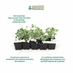 10 Fusain Emerald 'gaiety' (euonymus Fortunei 'gaeity') - Haie Fusain Gaiety - 10 Jeunes Plants : Taille 13/25cm -Jardin Harmonie Soldes Boutique 63bca736196735.17415685