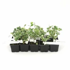 10 Fusain Emerald 'gaiety' (euonymus Fortunei 'gaeity') - Haie Fusain Gaiety - 10 Jeunes Plants : Taille 13/25cm -Jardin Harmonie Soldes Boutique 63bca7361fc7b5.60773843