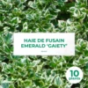 10 Fusain Emerald 'gaiety' (euonymus Fortunei 'gaeity') - Haie Fusain Gaiety - 10 Jeunes Plants : Taille 13/25cm
