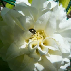 Clématite Hybride Delphine 'cov' - Conteneur 3l