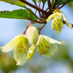 Clématite Cirrhosa 'wisley Cream' - Conteneur 3l