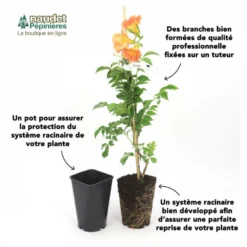 Clématite 'wada's Primrose' - Conteneur 3l -Jardin Harmonie Soldes Boutique 63cf866699e4e6.40533234