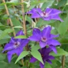 Clématite 'the President' (clematis 'the President') - Conteneur 3l -Jardin Harmonie Soldes Boutique 63cf867e2469b8.97185179