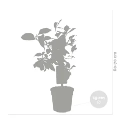 Citrus Limon - Citronnier - Arbre Fruitier - Persistant - ⌀19 Cm - ↕60-70 Cm -Jardin Harmonie Soldes Boutique 63eb9122569ca4.52964047