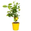 Citrus Limon - Citronnier - Arbre Fruitier - Persistant - ⌀19 Cm - ↕60-70 Cm -Jardin Harmonie Soldes Boutique 63eb912262b5e2.78878530