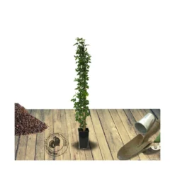 Mûre Fruticosus Little Black Prince®/pot De 3l - 60/80 Cm -Jardin Harmonie Soldes Boutique 63ed2c58c63039.09279477