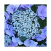 Hortensia Macrophylla Blaumeise/pot De 3l - 20/40 Cm -Jardin Harmonie Soldes Boutique 63ed2cc7bc2449.68128649