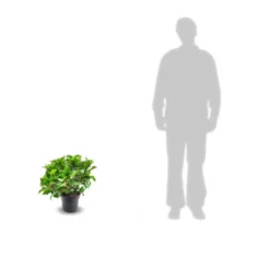 Hortensia Macrophylla Tricolor/pot De 4l - 40/60 Cm -Jardin Harmonie Soldes Boutique 63ed2cd774b081.33752536