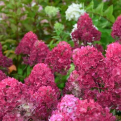 Hortensia Paniculata Framboisine ® 'rensam'/pot De 4l - 40/60 Cm -Jardin Harmonie Soldes Boutique 63ed2ce2aa6a03.90611395