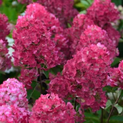 Hortensia Paniculata Framboisine ® 'rensam'/pot De 4l - 40/60 Cm -Jardin Harmonie Soldes Boutique 63ed2ce2ae0f06.15514889