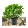 Hortensia Macrophylla Rouge/pot De 7,5l - 40/60 Cm