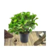 Hortensia Macrophylla Teller Weiss/pot De 4l - 40/60 Cm -Jardin Harmonie Soldes Boutique 63ed2d5f9df252.70242534