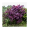Érable Palmé Palmatum Bloodgood/pot De 4l - 60/120 Cm -Jardin Harmonie Soldes Boutique 63ed2de2362ca6.63464856