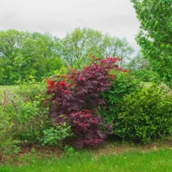 Érable Palmé Palmatum Bloodgood/pot De 4l - 60/120 Cm -Jardin Harmonie Soldes Boutique 63ed2de23db926.78106576