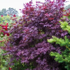 Érable Palmé Palmatum Bloodgood/pot De 4l - 60/120 Cm -Jardin Harmonie Soldes Boutique 63ed2de241e345.10780115
