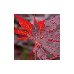 Érable Palmé Palmatum Bloodgood/pot De 4l - 60/120 Cm -Jardin Harmonie Soldes Boutique 63ed2de245f975.29372801
