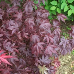 Érable Palmé Palmatum Bloodgood/pot De 4l - 60/120 Cm -Jardin Harmonie Soldes Boutique 63ed2de25e1110.83003604
