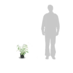 Arbre Aux Papillons Davidii White Profusion/pot De 3l - 20/40 Cm -Jardin Harmonie Soldes Boutique 63ed2dfb91e5e7.31220120