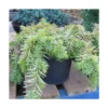 If Commun Baccata Repandens Aurea/godet - 5/20 Cm -Jardin Harmonie Soldes Boutique 63ed2f5fa91276.23054054