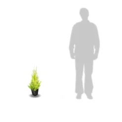 Cyprès De Lambert, Cyprès De Monterey Macrocarpa Goldcrest/pot De 3l - 40/60 Cm -Jardin Harmonie Soldes Boutique 63ed2f685a6787.43438763