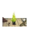 Cyprès De Lambert, Cyprès De Monterey Macrocarpa Goldcrest/pot De 3l - 40/60 Cm -Jardin Harmonie Soldes Boutique 63ed2f686eddc1.31872462