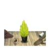 Cyprès De Lambert, Cyprès De Monterey Macrocarpa Wilma/pot De 3l - 40/60 Cm -Jardin Harmonie Soldes Boutique 63ed2f78deccf7.81348440