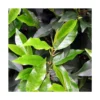Laurier Du Portugal Angustifolia/pot De 7,5l - 60/80 Cm -Jardin Harmonie Soldes Boutique 63ed2f9168f308.67868998