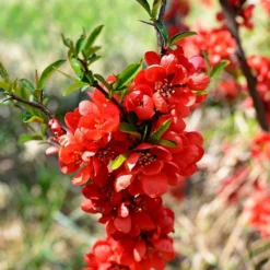 Cognassier Du Japon Mango Storm® 'mincha01'/pot De 3l - 20/40 Cm