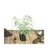 Arbre Aux Papillons Davidii Nanho Purple/pot De 4l - 40/60 Cm -Jardin Harmonie Soldes Boutique 63ed30190115b8.35679420