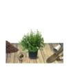 Potentille Fruticosa Tangerine/pot De 3l - 40/60 Cm -Jardin Harmonie Soldes Boutique 63ed364d364d54.47551620