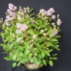 Ceanothe Pallidus Perle Rose/pot De 3 L - 40/50 Cm -Jardin Harmonie Soldes Boutique 63ed3650894ea1.26002932