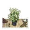 Osmanthe X Burkwoodii/pot De 7,5l - 60/80 Cm -Jardin Harmonie Soldes Boutique 63ed365c9d35b5.47098290