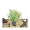 Escallonia X Donard Radiance/pot De 7,5l - 60/80 Cm -Jardin Harmonie Soldes Boutique 63ed36846217d9.94417721