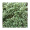 Osmanthe Heterophyllus Variegatus/pot De 3l - 20/40 Cm -Jardin Harmonie Soldes Boutique 63ed36e802b361.40677543