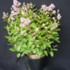 Ceanothe Pallidus Marie Simon/pot De 3l - 20/40 Cm -Jardin Harmonie Soldes Boutique 63ed36ef18a429.90597584
