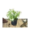 Oranger Du Mexique Ternata White Dazzler® 'londaz'/pot De 7,5l - 60/80 Cm -Jardin Harmonie Soldes Boutique 63ed378c7b77b7.75202272