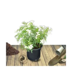 Oranger Du Mexique Ternata White Dazzler® 'londaz'/pot De 7,5l - 60/80 Cm